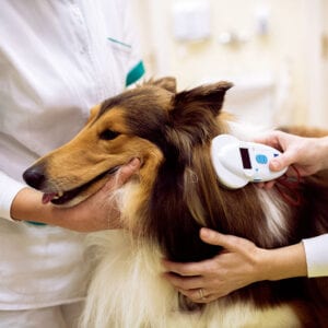 Group of veterinarian chech chip at dog's neck and reading information