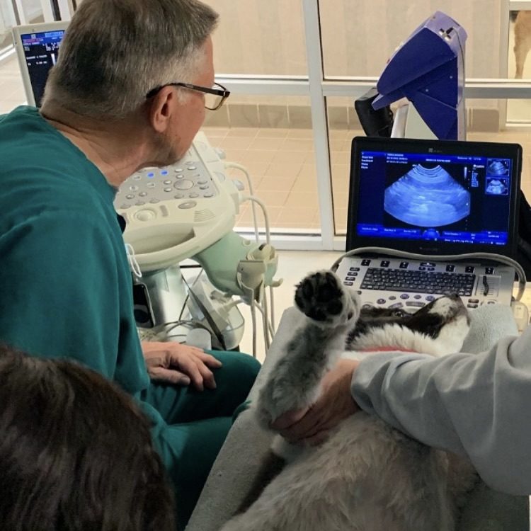 Veterinarian performing an ultrasound exam on a cat at West Houston Veterinary Medical Associates