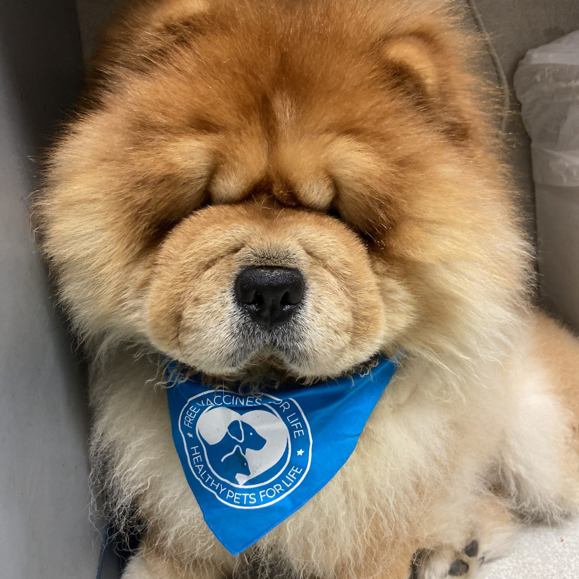 Fluffy Chow Chow wearing a blue WHVMA "Free Vaccines for Life, Healthy Pets for Life" bandan