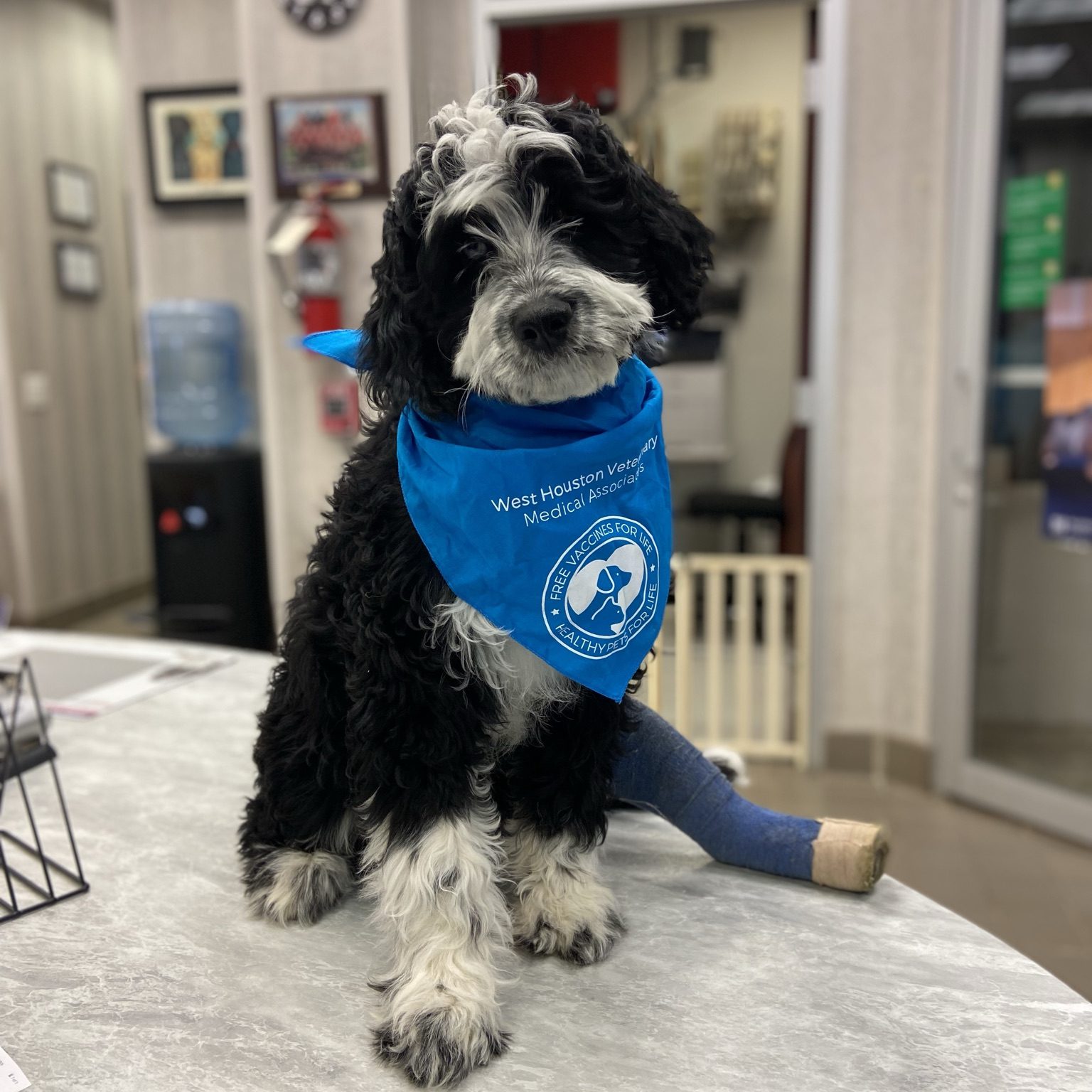 Dog at a wellness care appointment
