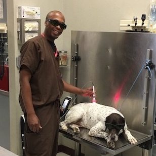 WHVMA technician administering laser therapy to a dog wearing protective goggles