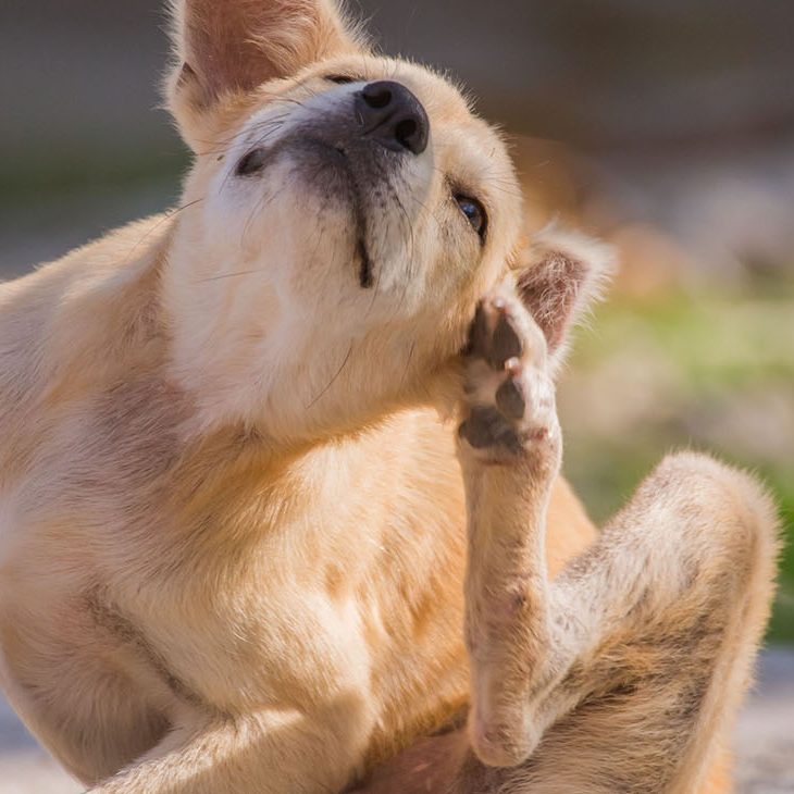 Terrier dog itching outside