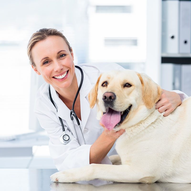 vet with yellow lab on table 1-1